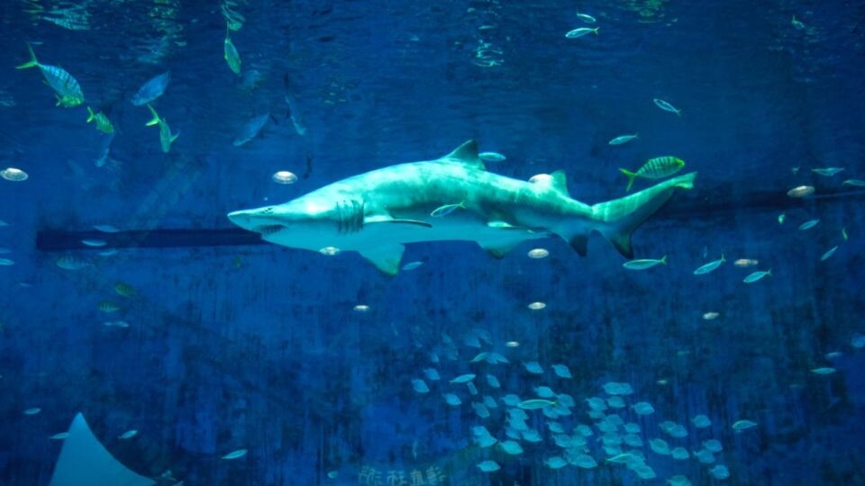    Акула. Море. Источник: pixabay