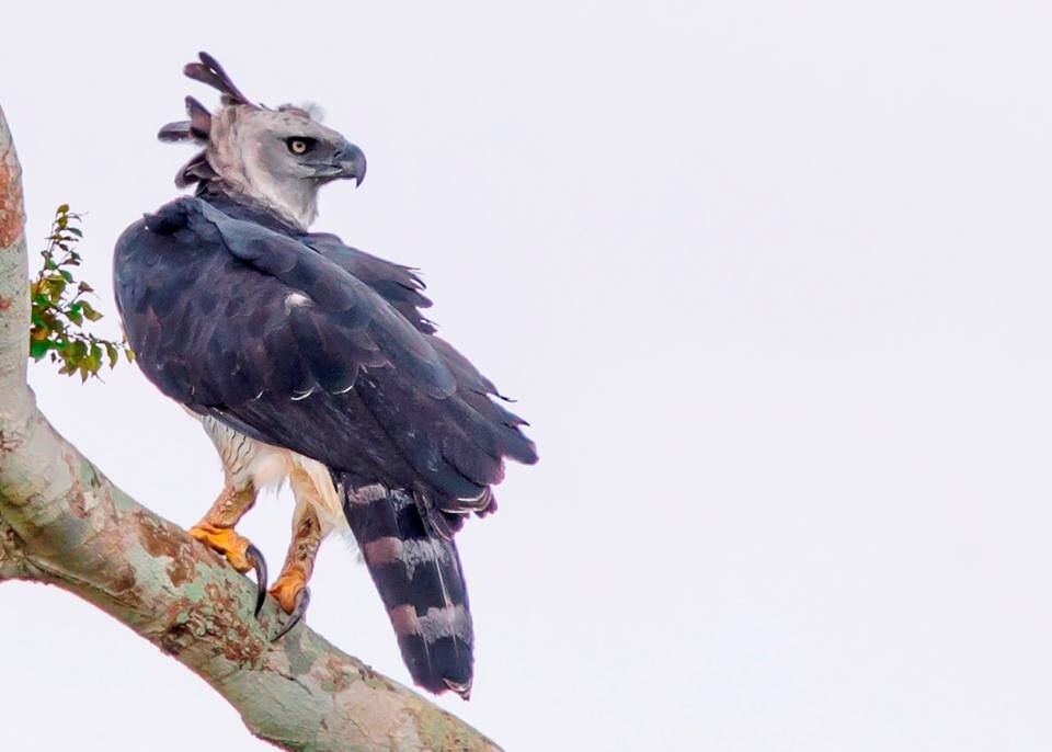 Фото взято из открытого источника.