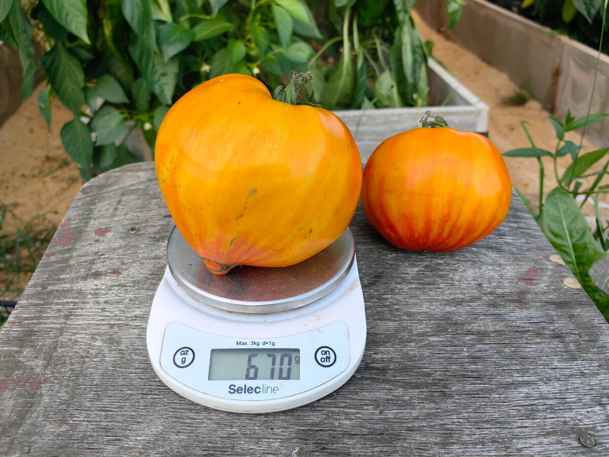 томат Козула 203 