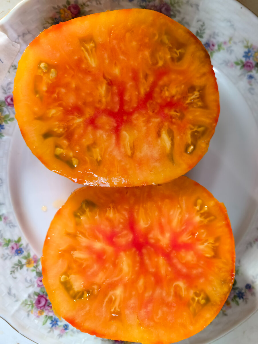 томат Козула 203 