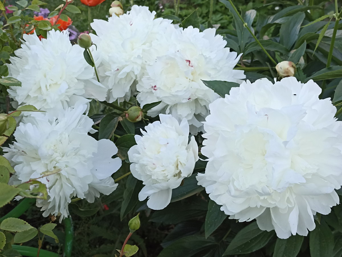 Пион. Фото автора. Листай галерею