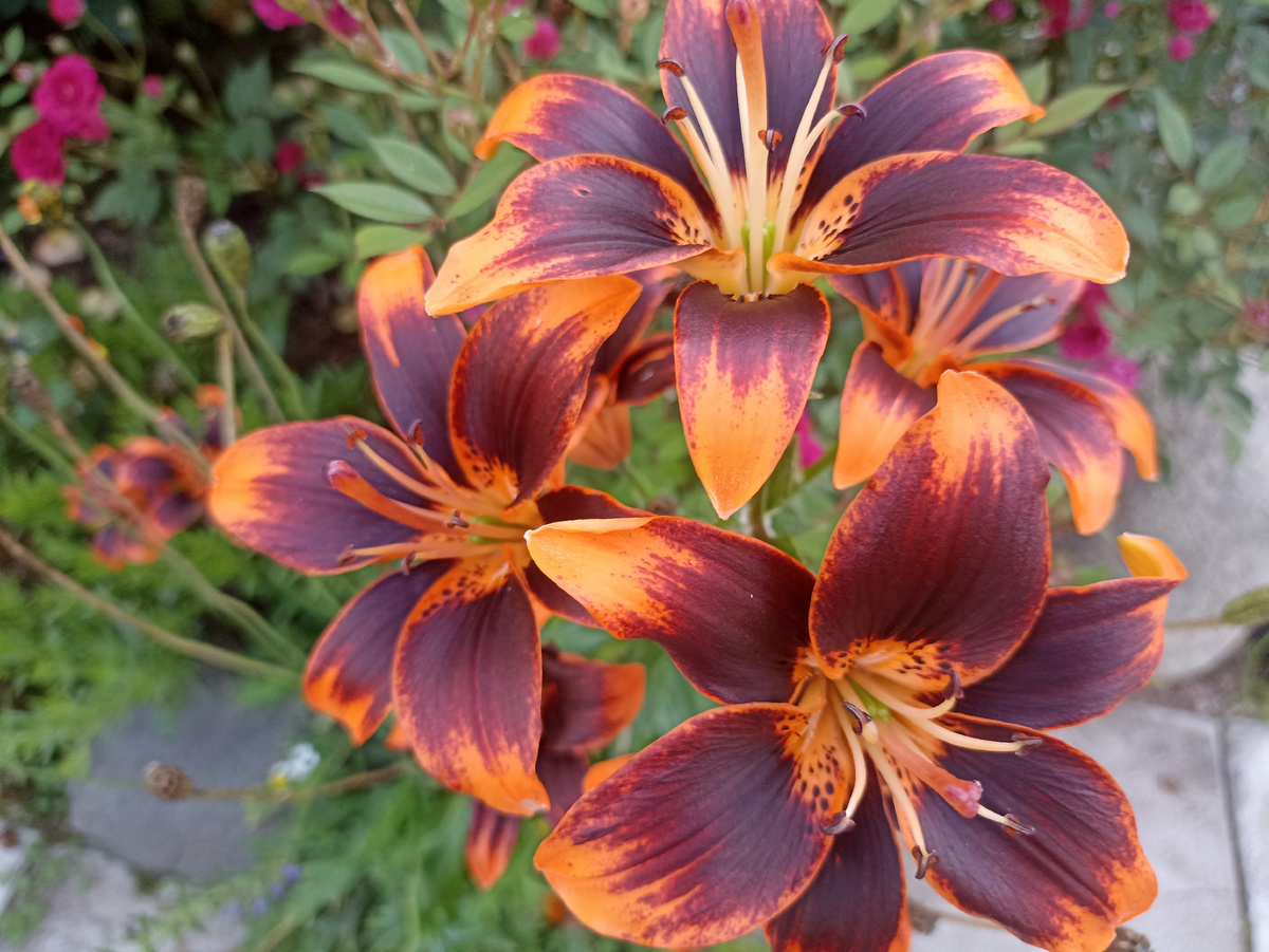 Лилия. Фото автора