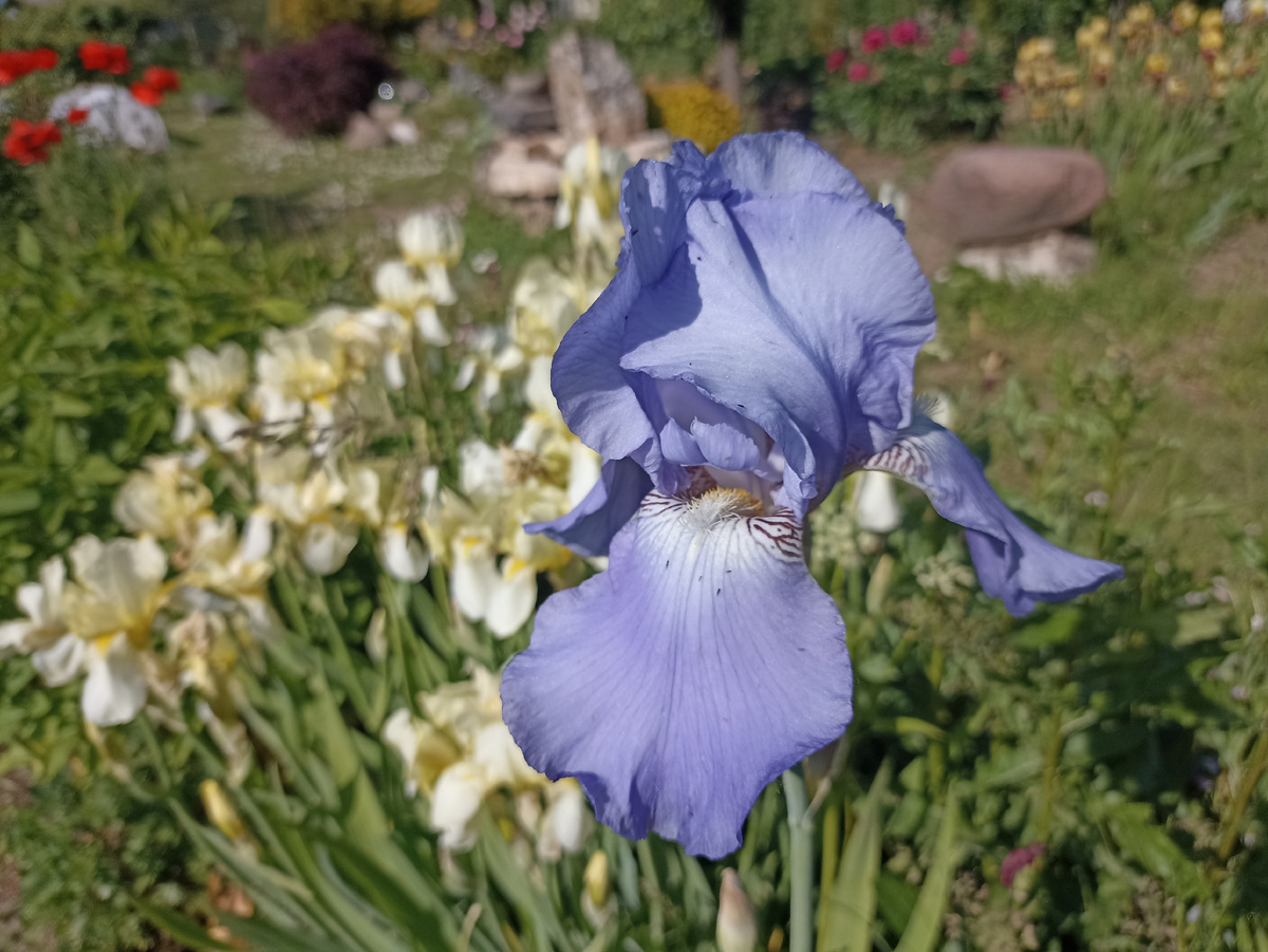 Ирис. Фото автора. Листай галерею