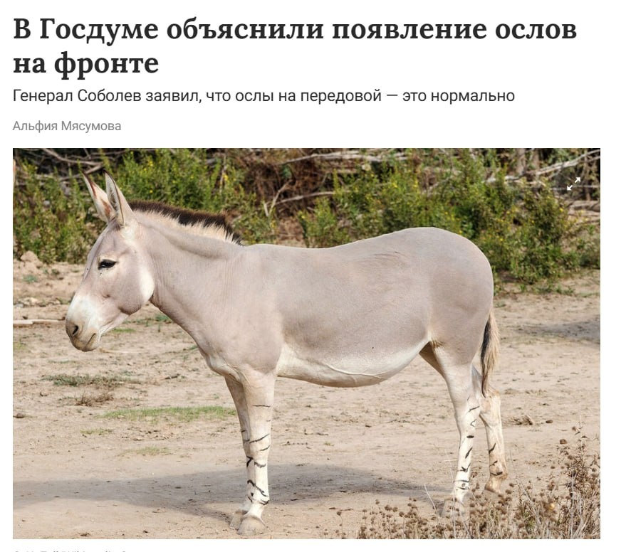 Прочитайте примеры самых древних слов русского В Госдуме объяснили применение ослов на передовой в СВО Армия и вооружения с Тал
