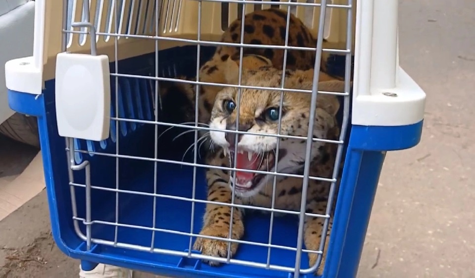 Сервал с Борского