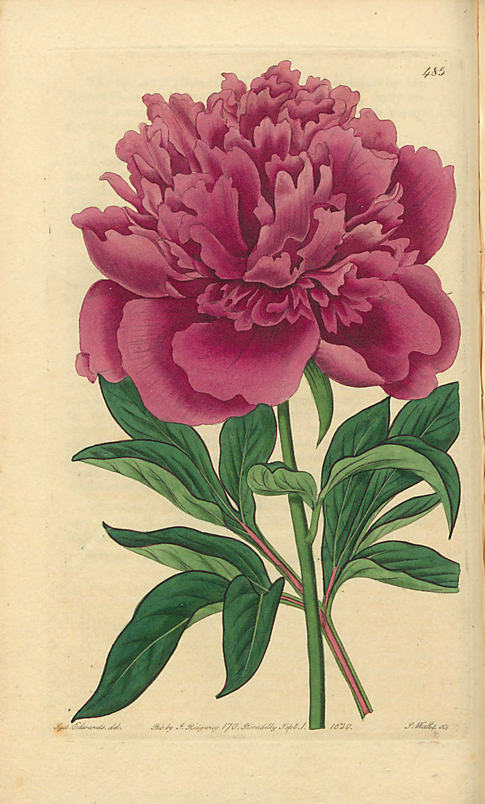 Изоражение P. albiflora fragrans в «The Botanical register: consisting of coloured figures of exotic plants». v. 6. стр 485. Ссылка на изображение: https://www.biodiversitylibrary.org/item/312407#page/236/mode/1up