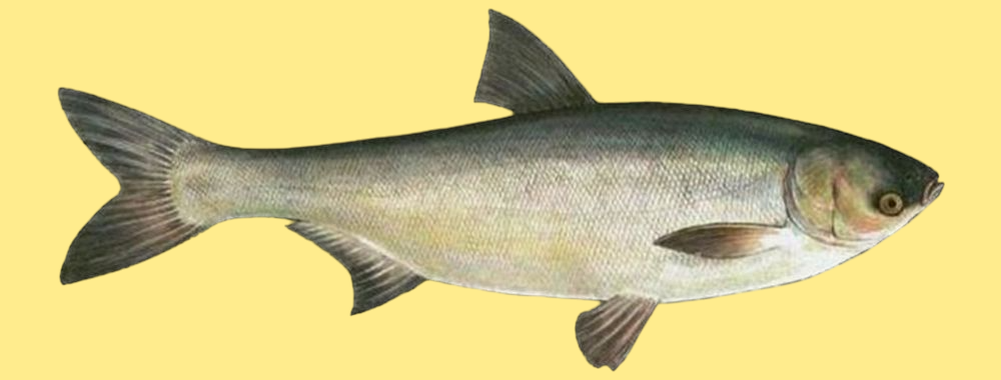 Толстолобик белый