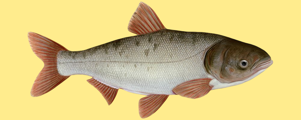 Толстолобик пёстрый