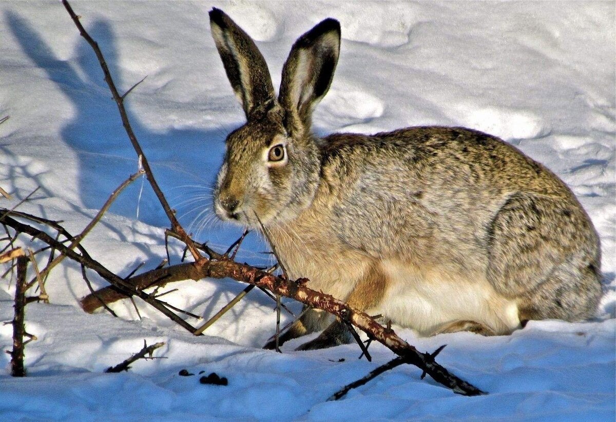 Фото из интернета