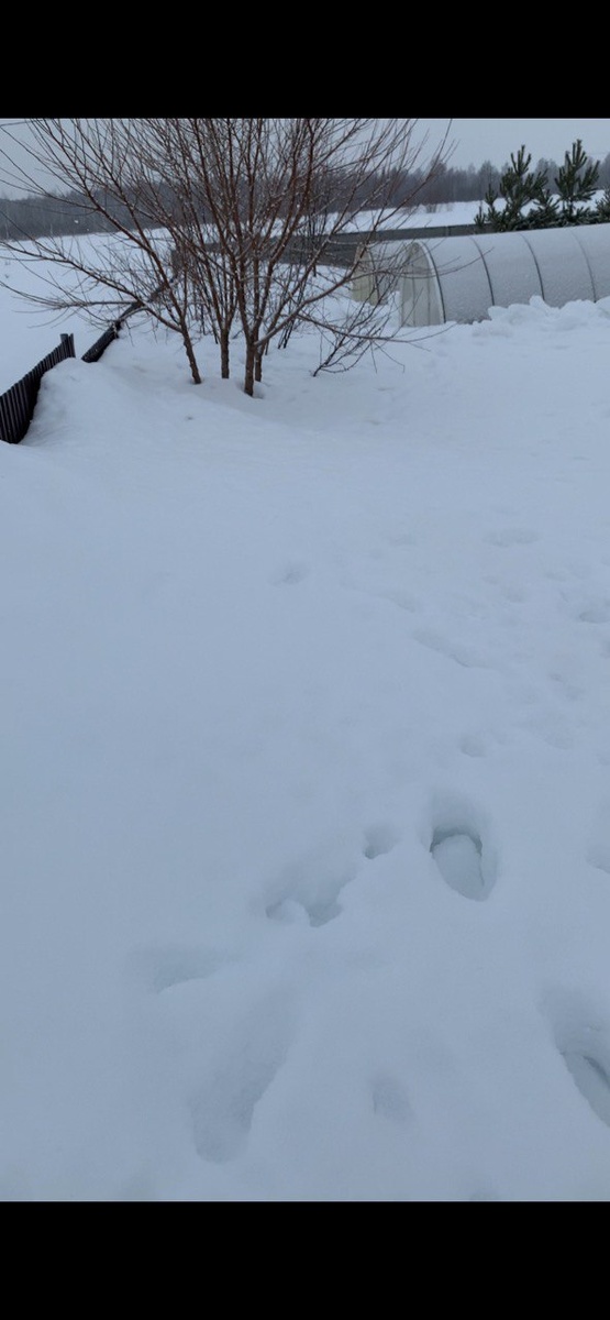 Заметнный снегом полуторометровый забор