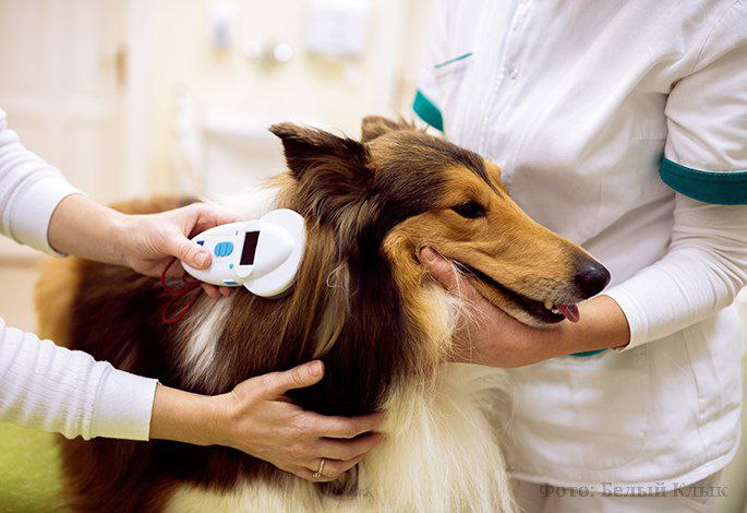 Процесс считывания чипа.