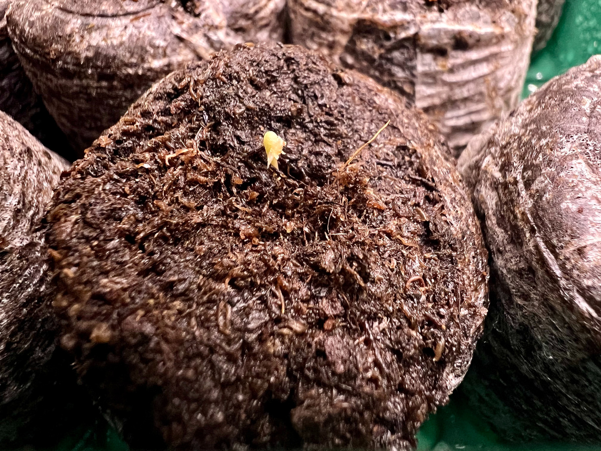 11-й день после посадки