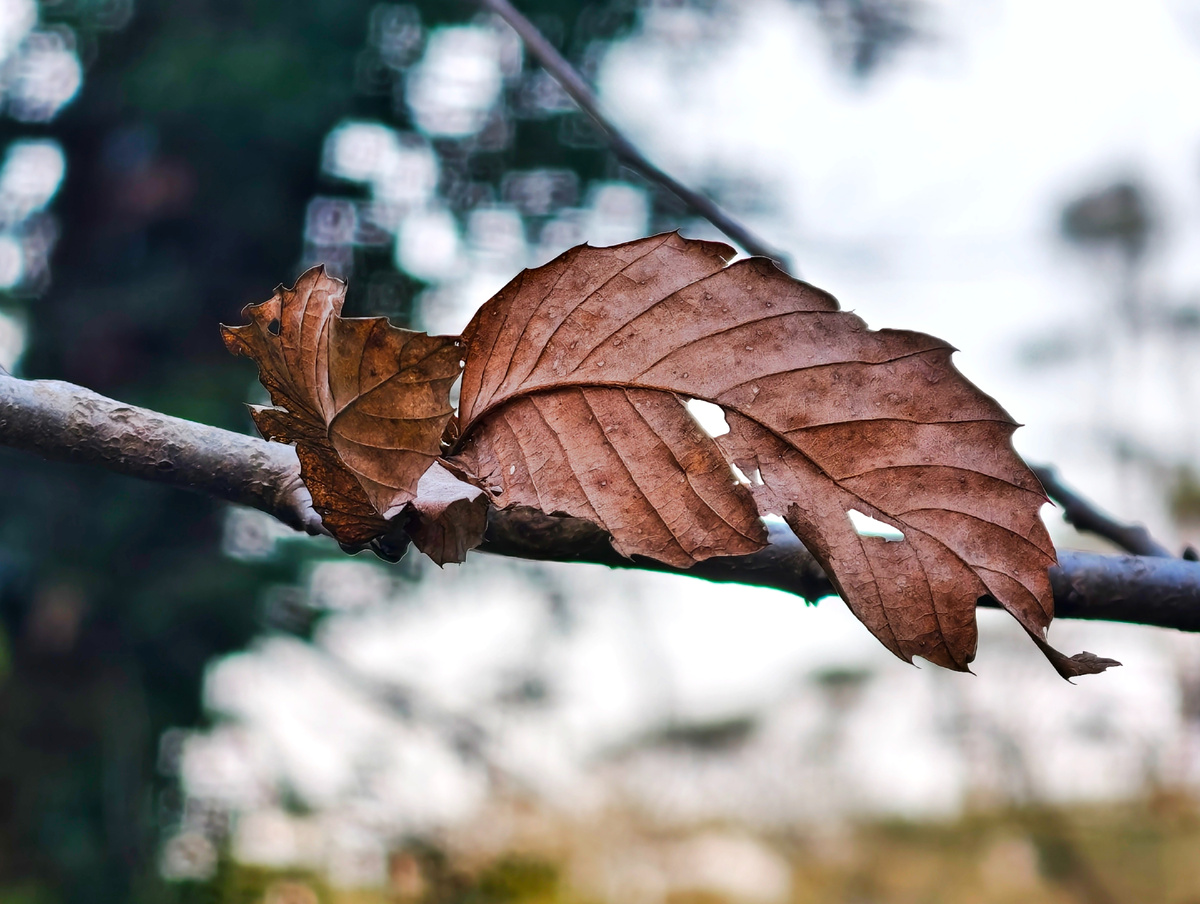"Сухой лист"