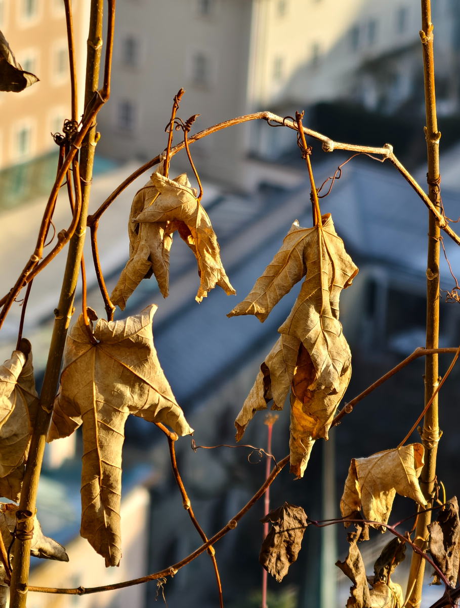 "Колокольчики"