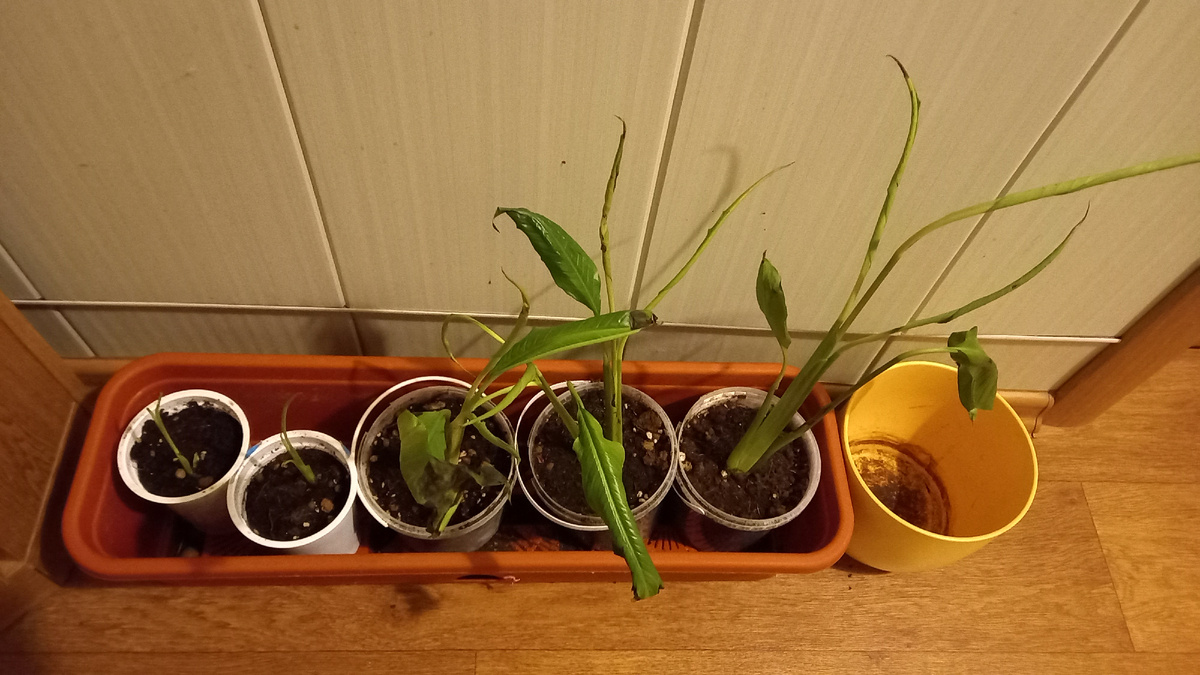 Это он в ноябре после пересадки