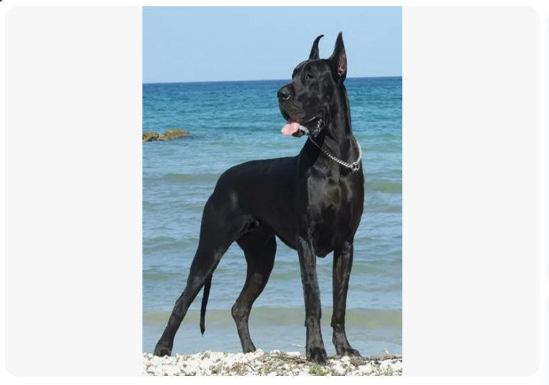 Яндекс.Картинки