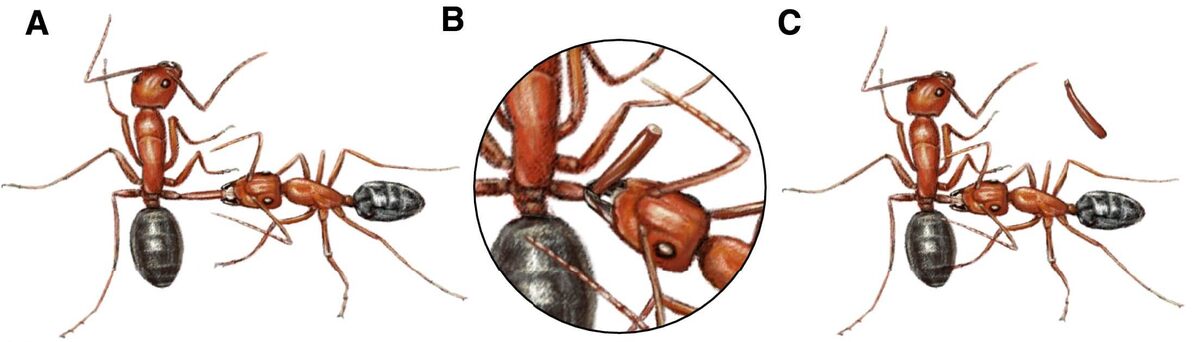    A) обработка раны с переломом бедра, Б) ампутация повреждённой ноги в месте сустава, C) обработка раны после ампутации. Источник изображения: cell.com