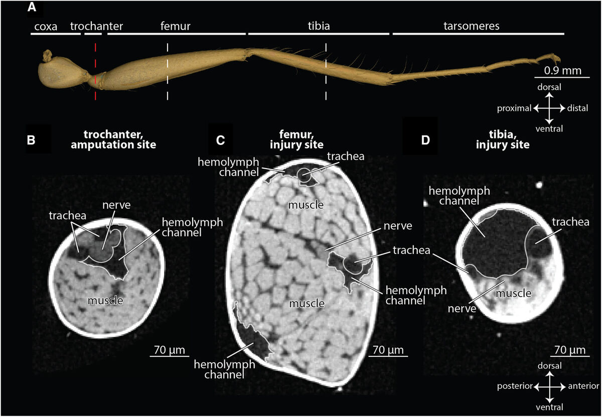    Схема задней конечности муравьёв Camponotus floridanus. Источник изображения: cell.com