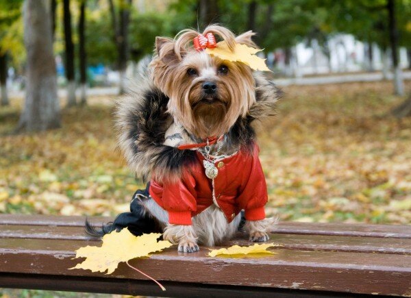 Йоркширский терьер