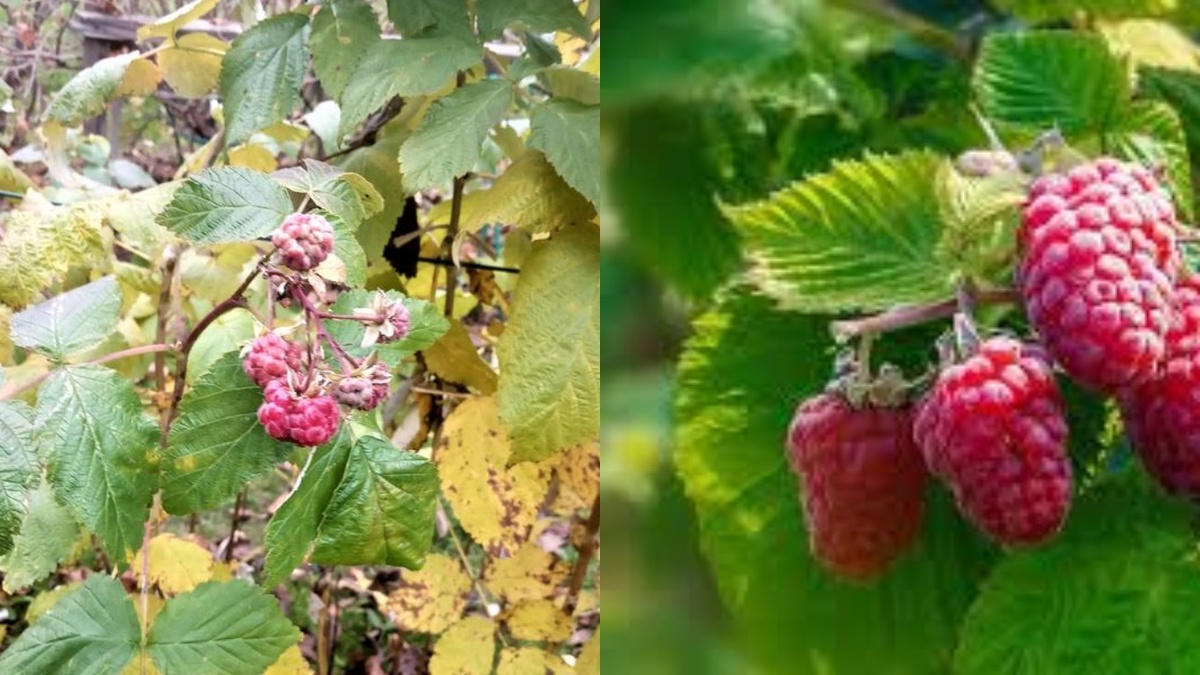 Результат поражения стеблевой галлицей: слева- зараженный куст, справа - здоровое растение