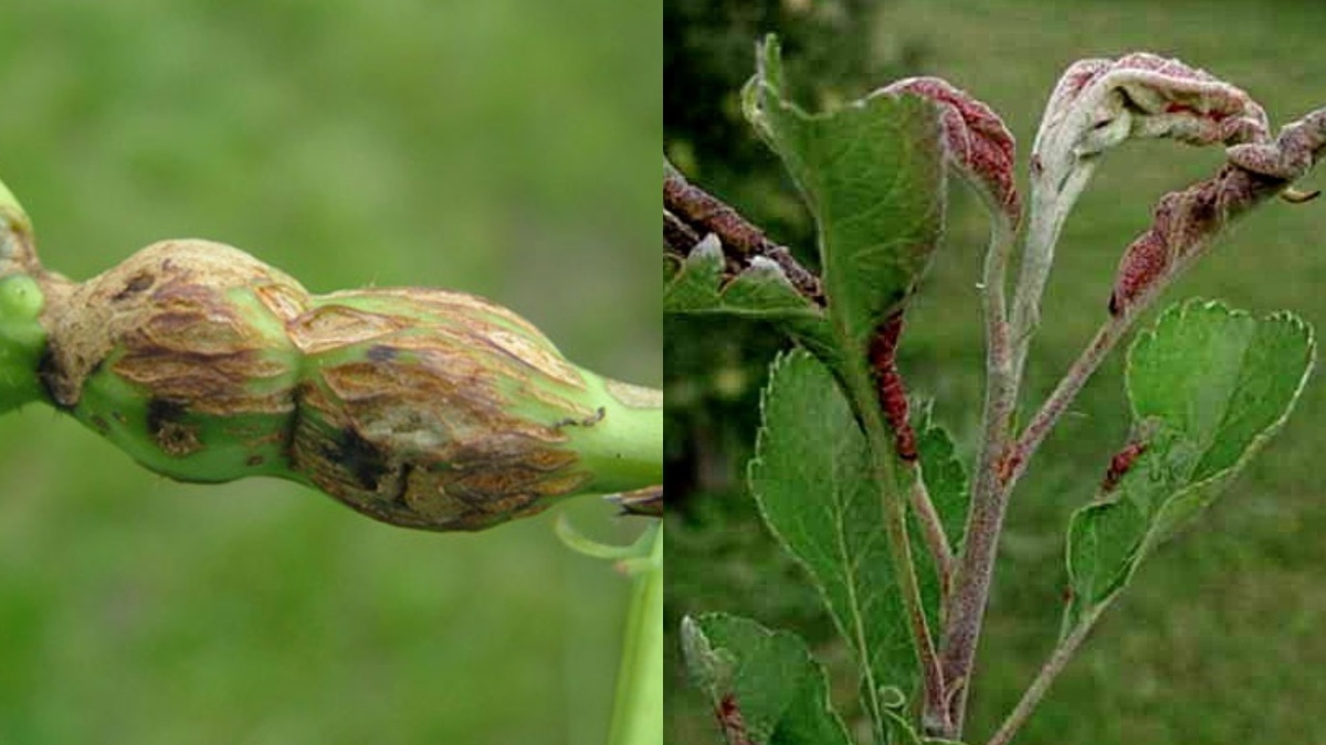 Осмотр малины весной: типичные места поражения галлицей