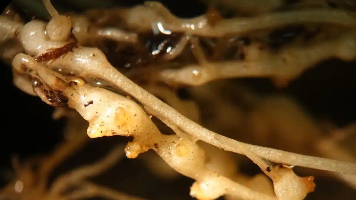 Фото:vniikr.ru
Использование наночастиц для борьбы с нематодами