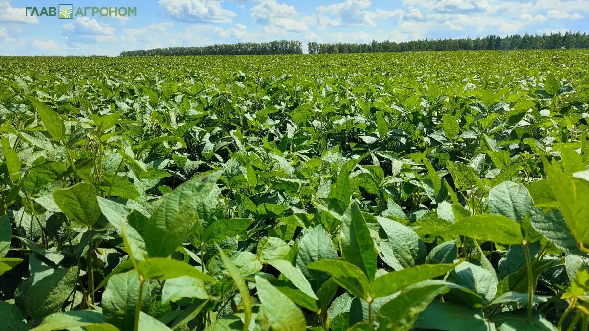Фото:© Артем Борисов / Glavagronom.ru
ТОП-10 регионов России по сбору сои в 2024 году