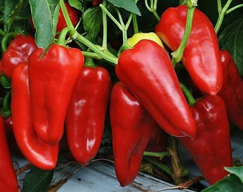 Красивый перец