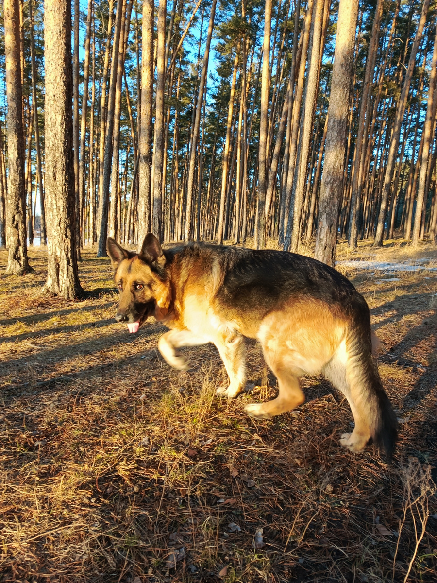 Атос рекомендует.