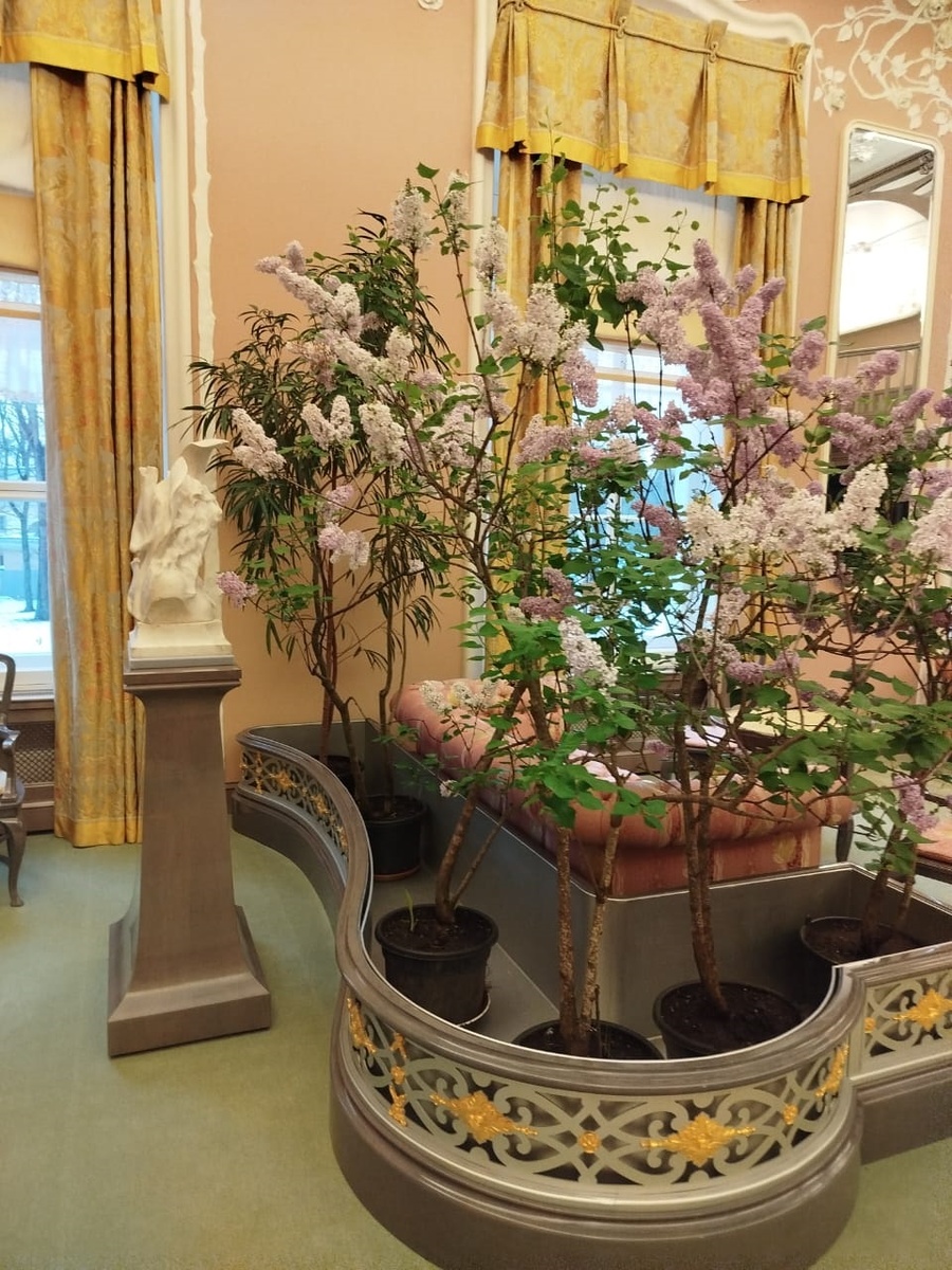 Сирень в Александровском дворце Царского села