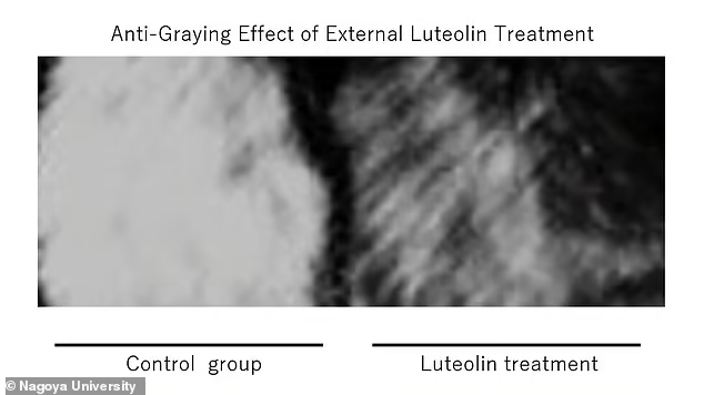    Фото: Нагойский университет