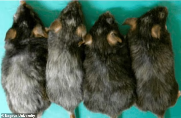    Мыши, участвовавшие в экспериментеНагойский университет