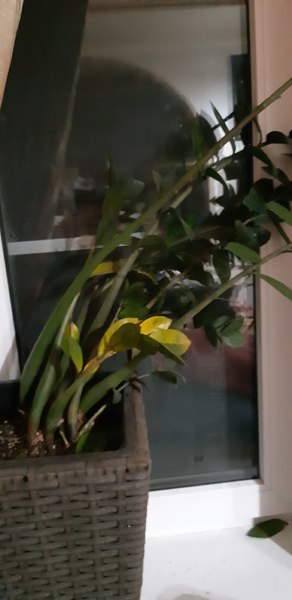 Внешний вид Замиокулькаса