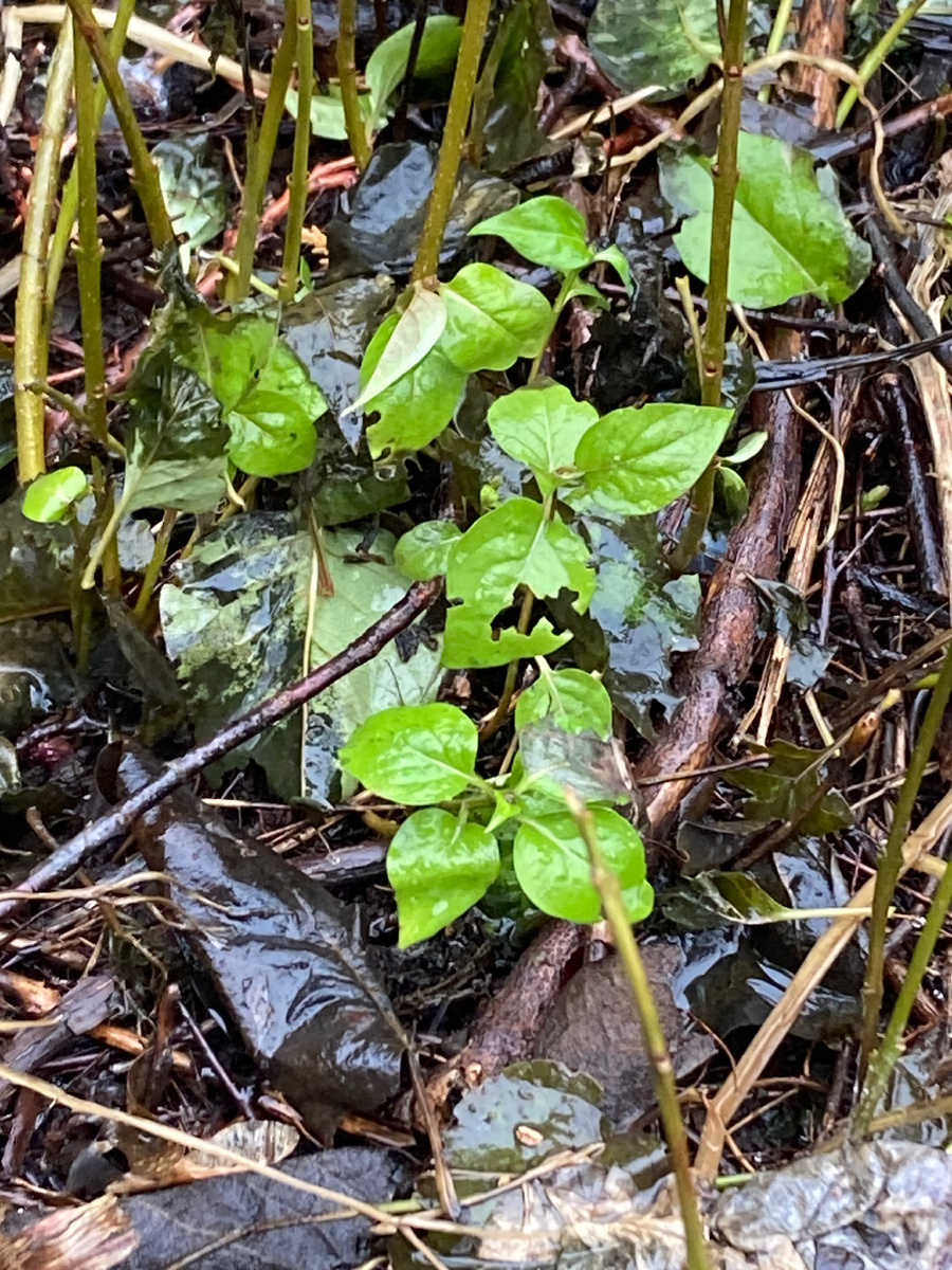 Поросль сирени 1 февраля 25 года