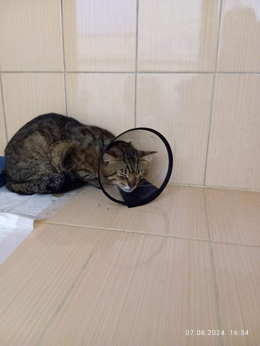 Тотоша в стационаре, ожидает ооперацию