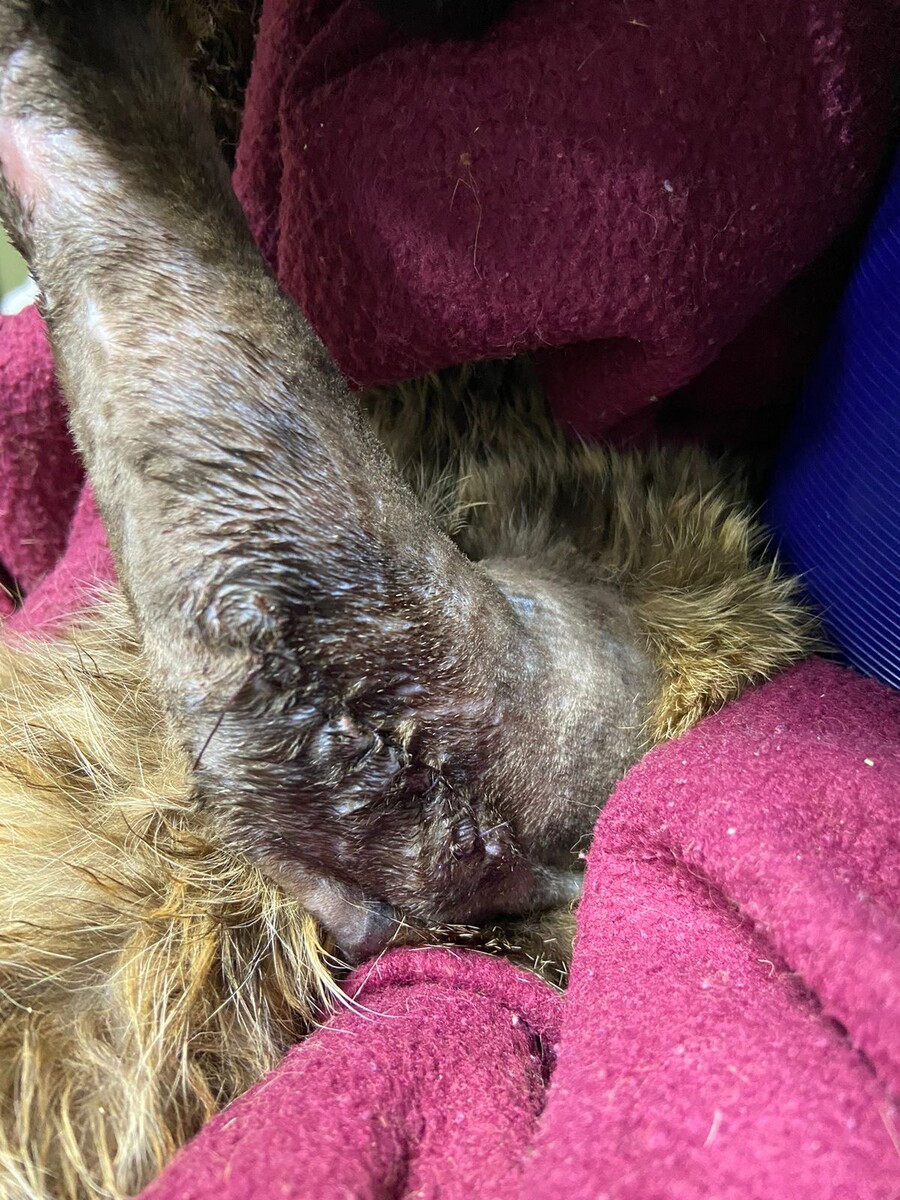 Шов от операции, ему вставили спицу