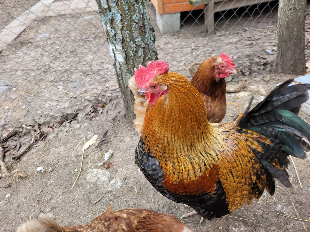 Наш Петручио