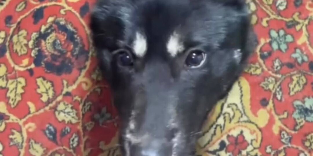 Друзья, к нам в приют попал вот такой вот обаятельный потеряшка🙈