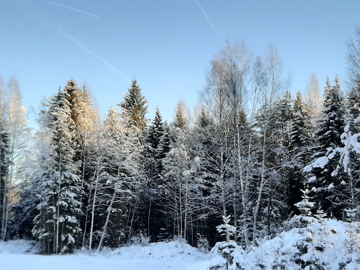 Стена в родовом поместье
