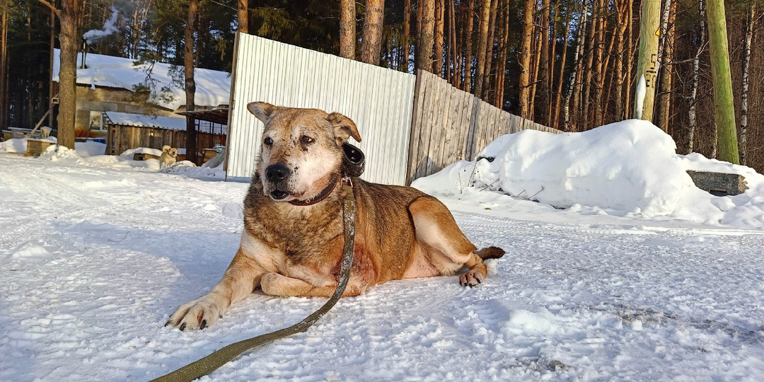 Вчера был очень ответственный день.Результаты поездки в клинику Дуси и Тобика