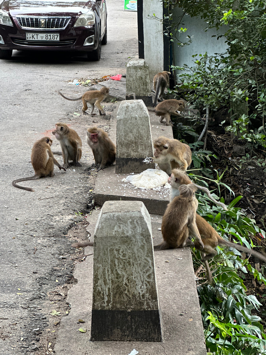 И вездесущие обезьяны. Где-то украли пакет с рисом