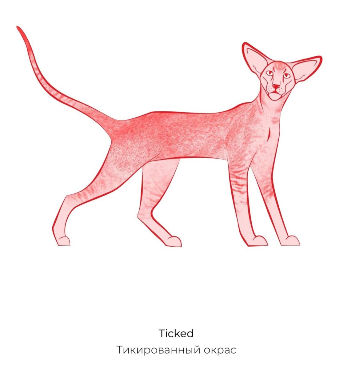 Картинка из интернета 