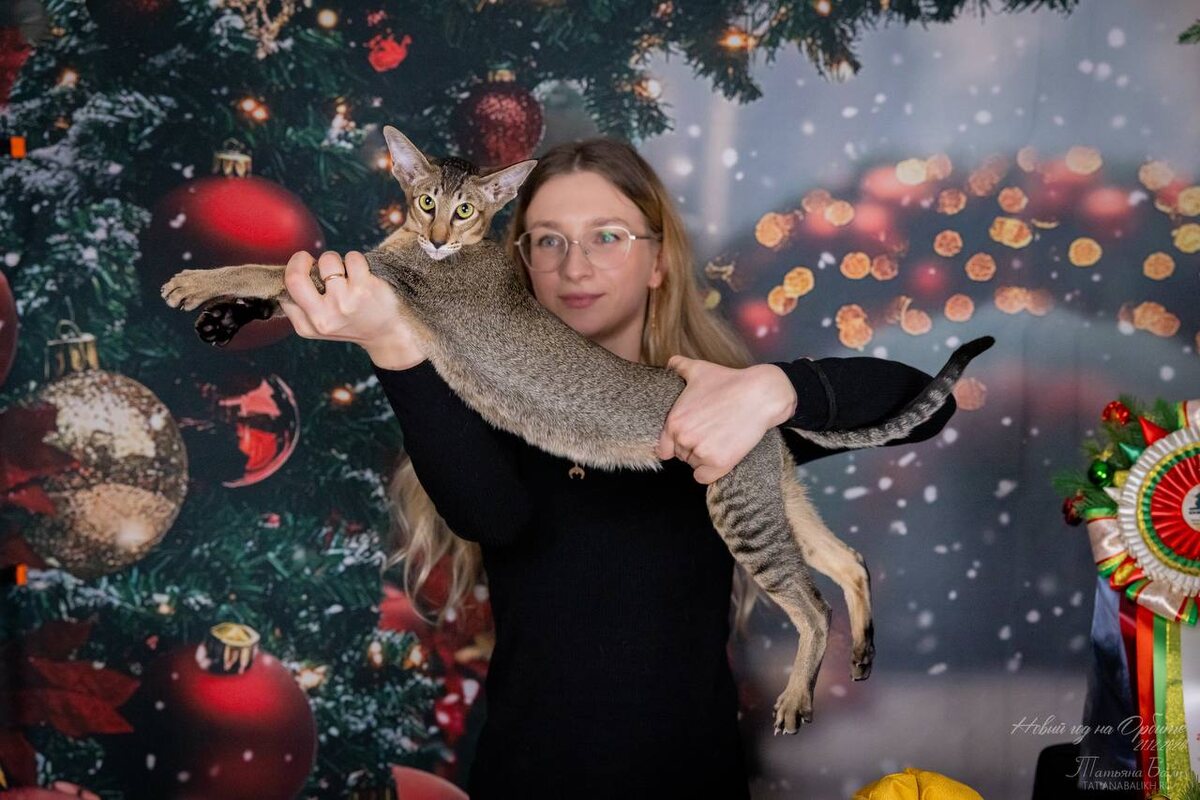 OSH n25 - Черный тикинг. Моя кошечка Фифа