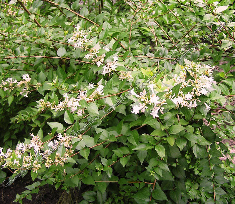 Фото из сети