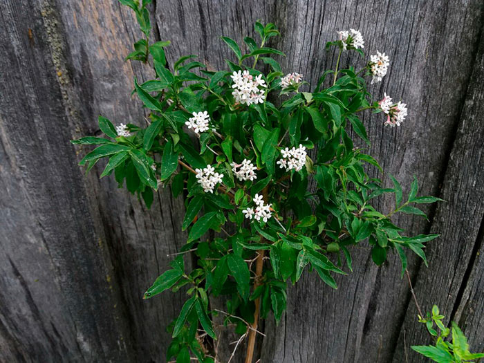 Фото из сети