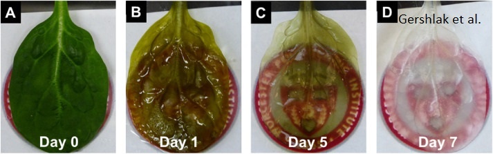 процесс клеткоудаления у шпината