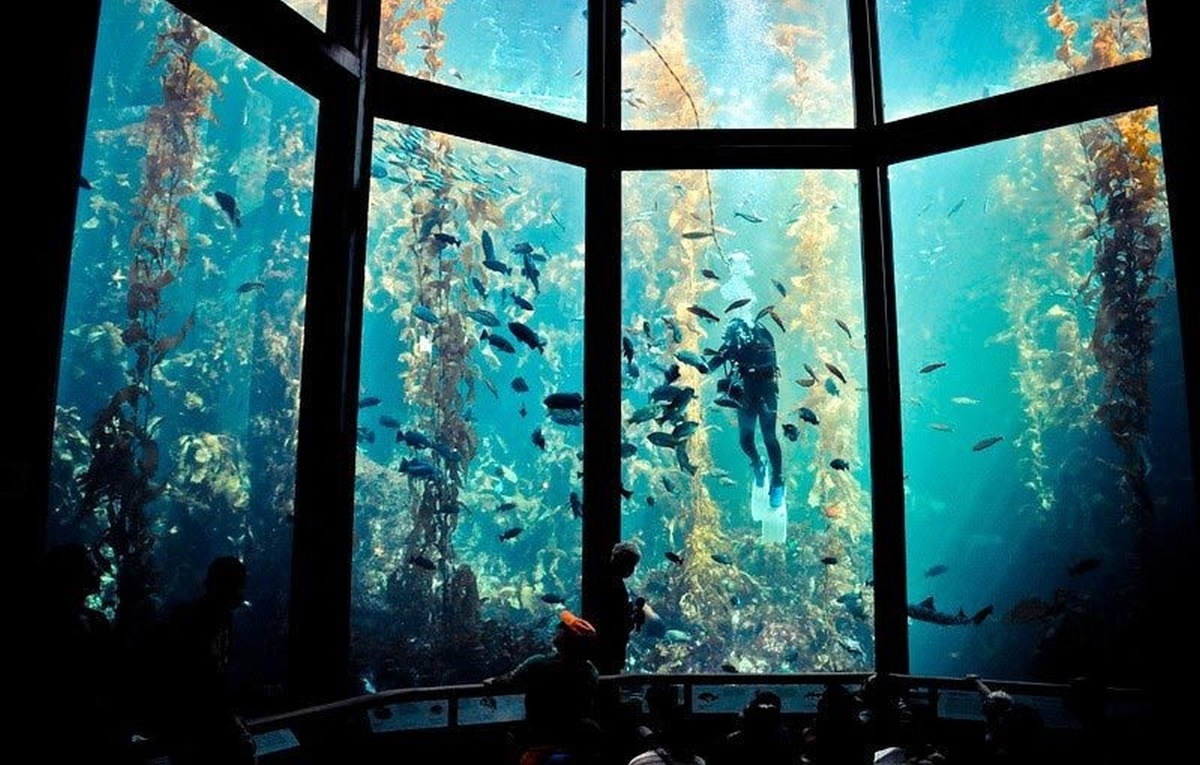 Океанариум Monterey Bay