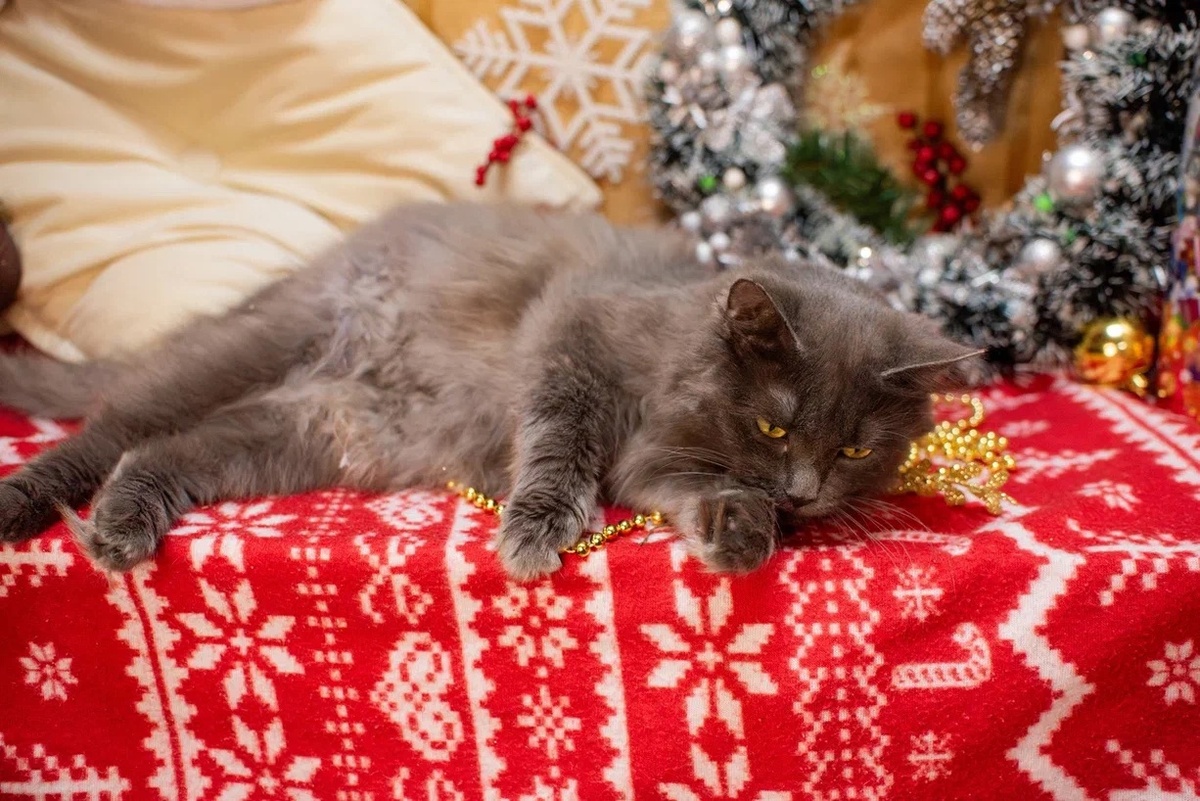 Луша на новогодней фотосессии, совсем скоро её забрали "домой"