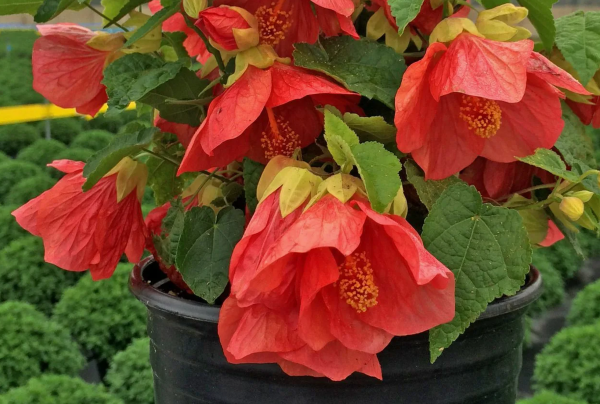 Источник фото: ozon.ru