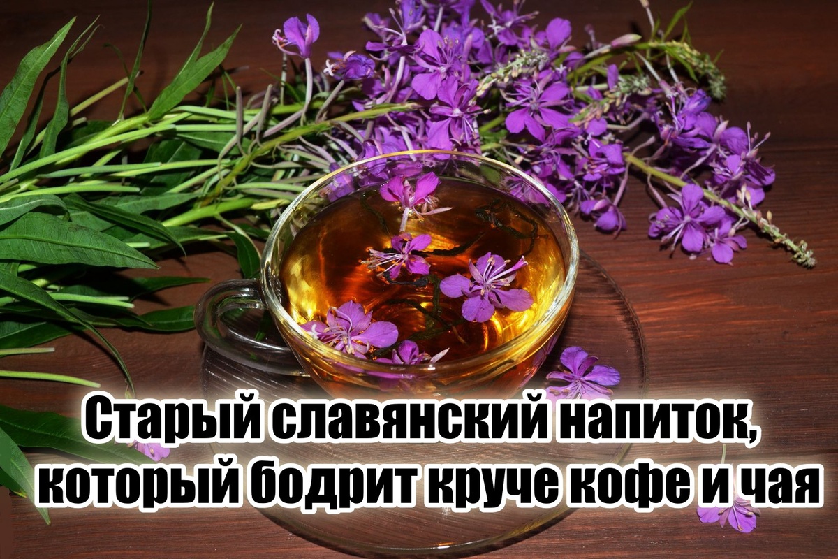Старый славянский напиток – Иван-чай.
